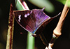 Otrera Leafwing (Memphis otrere)